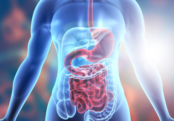 Human body digestive system anatomy. 3d illustration