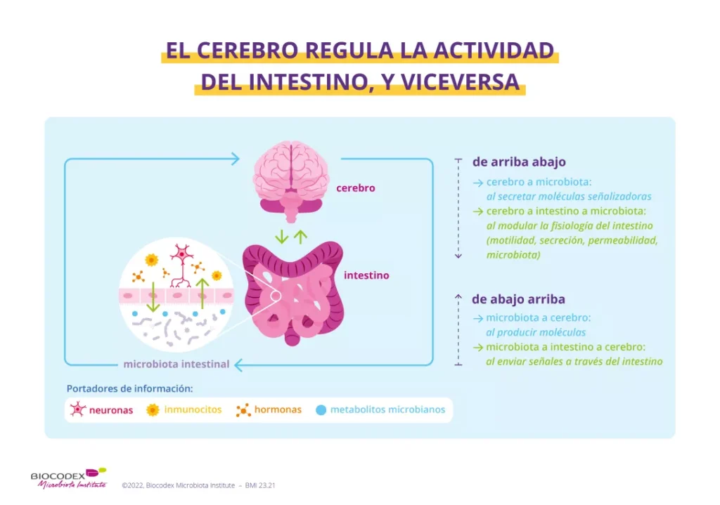 sistema_digestivo_microbiota